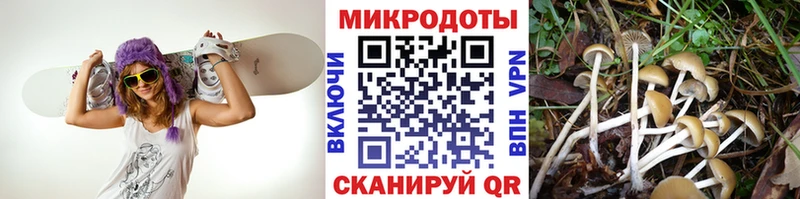 Галлюциногенные грибы Psilocybine cubensis  KRAKEN сайт  Петровск-Забайкальский  закладки 